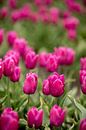 Paarse tulpen in een bloemenveld | fine art natuur foto | botanische kunst van Karijn | Fine art Natuur en Reis Fotografie thumbnail
