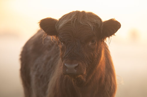 Schotse Hooglander