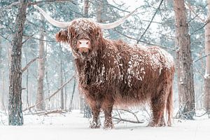 Schottische Hochlandkuh im Schnee in einem Wald im Winter
