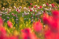 Colourful poppies by Moetwil en van Dijk - Fotografie thumbnail