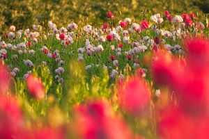 Bunte Mohnblumen von Moetwil en van Dijk - Fotografie