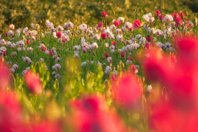 Colourful poppies by Moetwil en van Dijk - Fotografie