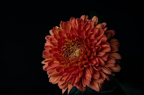 Terracotta Reverie