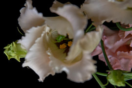 Frilled Intimacy