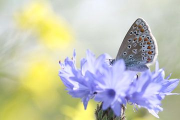 Blauw op blauw