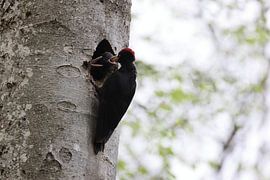 Pic noir ( Dryocopus martius ) nourrissant un jeune nid, Album de Swabian Allemagne