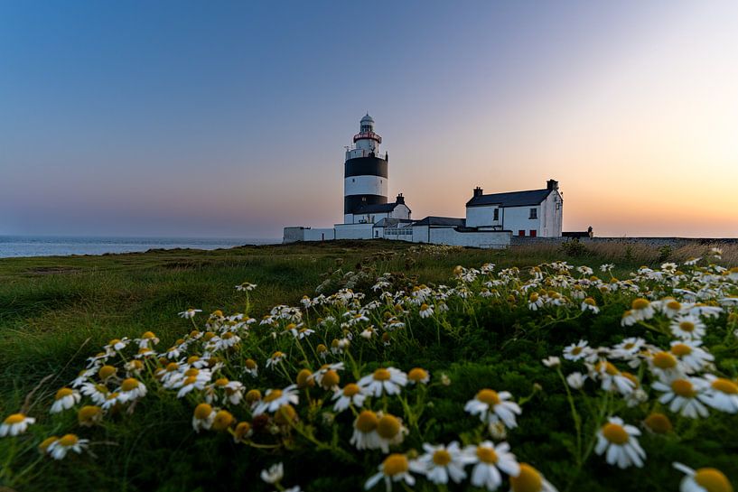 Kamille und Leuchtturm von Piermarco Raimondo