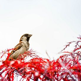 Vogelpracht von Patrick Aniszewski