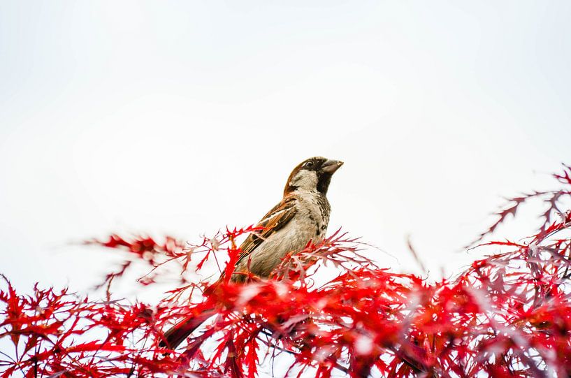 bird splendour by Patrick Aniszewski
