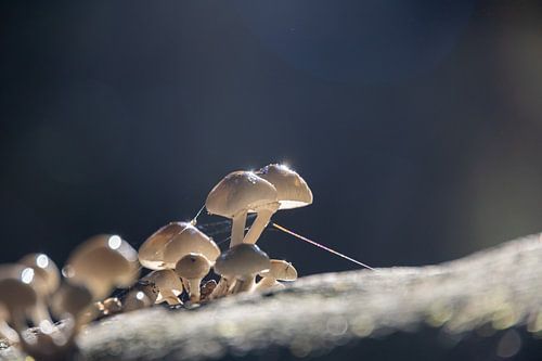 Porseleinzwam met tegenlicht en blauwe achtergrond.