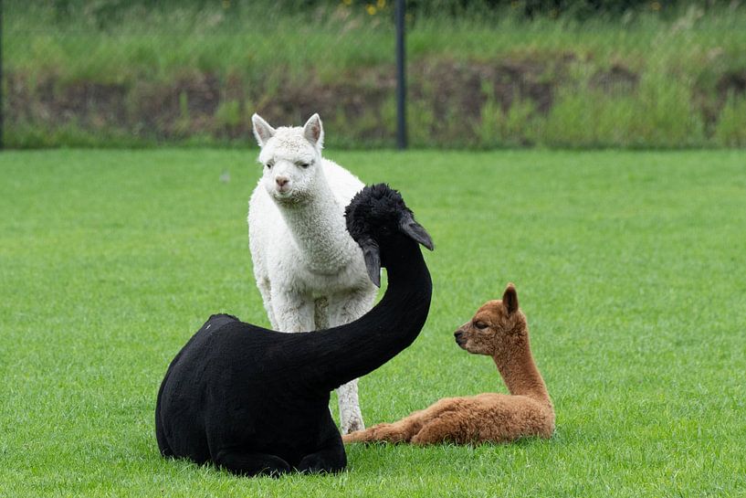 Alpaca's in drie kleuren van Marcel Jagt