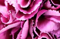 Pink Carnation