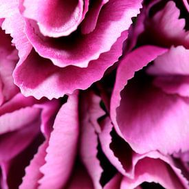 Pink Carnation van Frits Vrielink