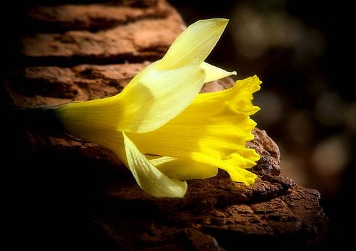 Gelber Rand von erikaktus gurun