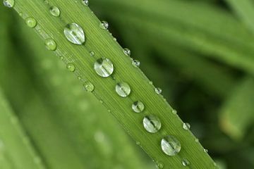 The garden after the rain by Claude Laprise