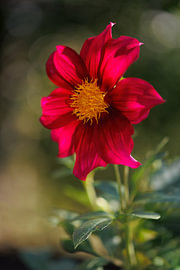Dahlia Piccolo – Light von Dagmar Hijmans