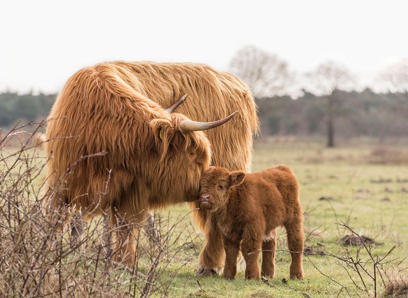 Kuscheln mit Mama von Ans Bastiaanssen