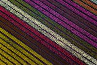 Top Down Tulips
