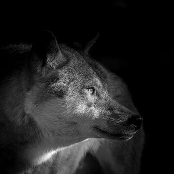 Loup sur Wildpix imagery
