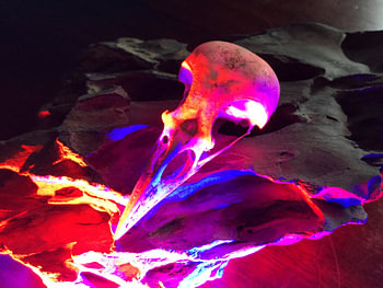 The rgb skull