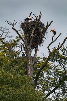 Storks on their nest beneath a threatening spring sky #3