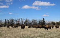 Amerikaanse prairiebizon