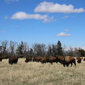 Amerikanischer Präriebison von Matthias Brix