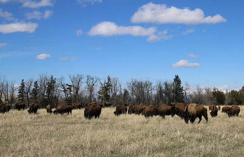 Amerikaanse prairiebizon