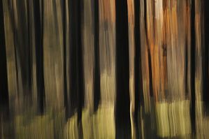 Abstract autumn by Jan Paul Kraaij