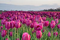 Een prachtig paars tulpenveld in Friesland