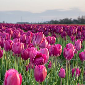 A beautiful purple tulip field in Friesland by Goffe Jensma