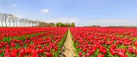 Tulpen wachsen in einem Feld mit einem Weg durch die Blumen von Sjoerd van der Wal Fotografie Miniaturansicht