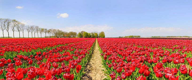 Tulpen wachsen in einem Feld mit einem Weg durch die Blumen von Sjoerd van der Wal Fotografie
