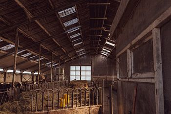 Koeienstal met lichtstralen