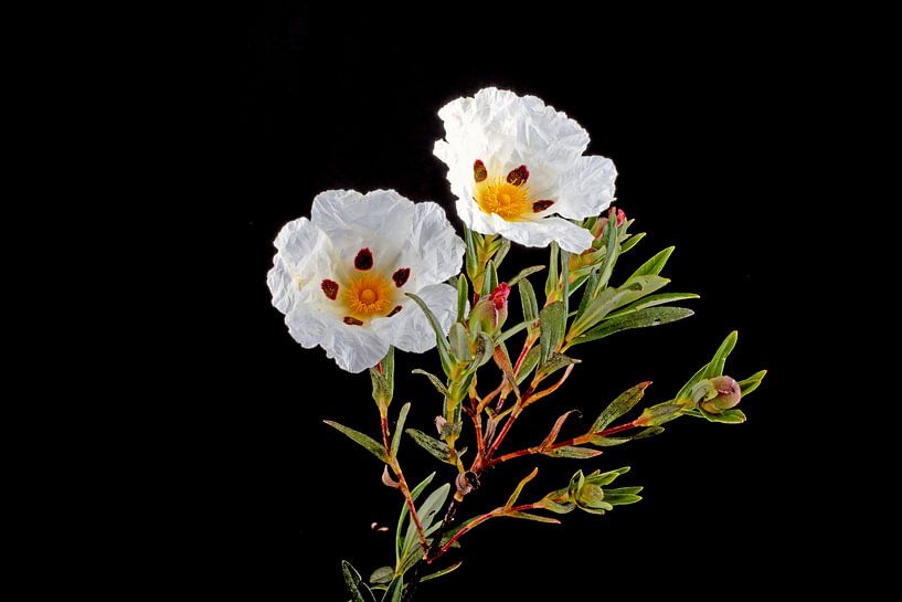 Gum rockrose - Cistus ladanifer - in the fields of Alentejo in Portugl by Eye on You