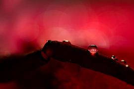 Love valentine van Patrick Strik