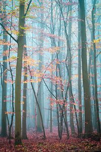 Mist in het Harz-woud van Martin Wasilewski