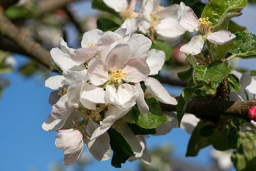 Appelboom (Malus domestica) in bloei