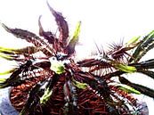 Kamerplant: SciFi Cactus 2 - 1 van MoArt (Maurice Heuts) thumbnail