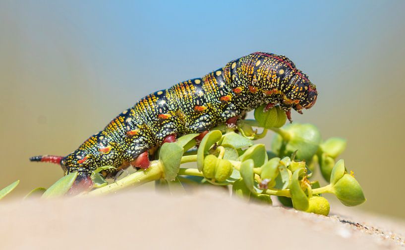 Rups van de Wolfsmelkpijlstaart van Marcel Klootwijk