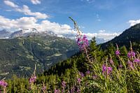 Bloeiende wilgenroosjes in het hart van de Alpen
