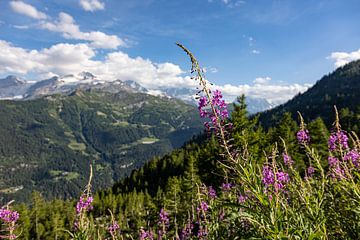 Roses de saule fleuries au cœur des Alpes sur Jacob Molenaar