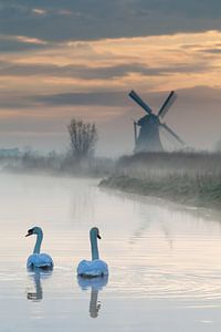 Swimming to the mill