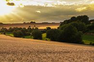 Fields of Gold by Hans Vellekoop thumbnail