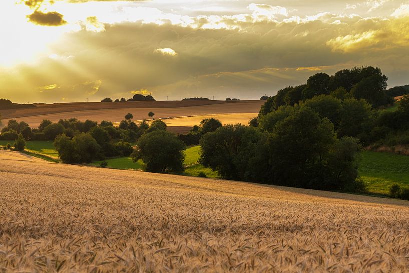 Fields of Gold by Hans Vellekoop