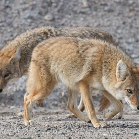 Prairie wolven in Death Valley van LUC THIJS PHOTOGRAPHY