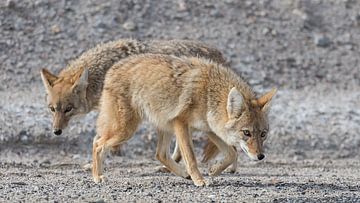 Prairie wolven in Death Valley van LUC THIJS PHOTOGRAPHY