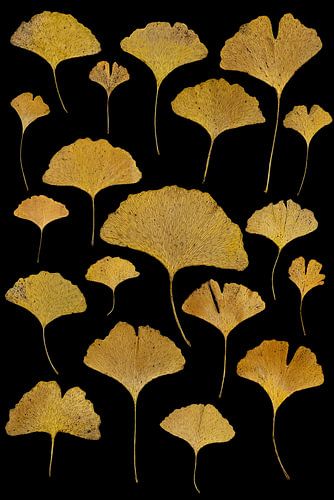 Ginkgo sur Anneliese Grünwald-Märkl