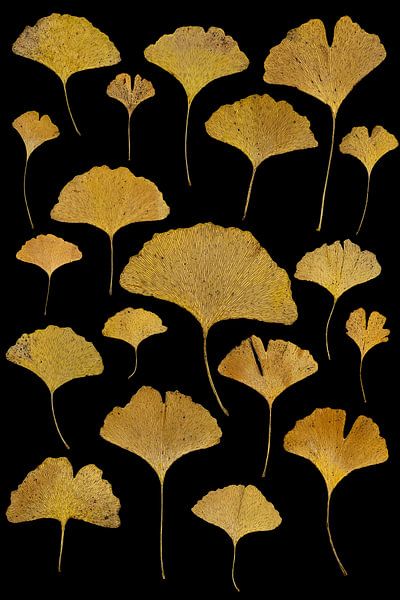 Ginkgo by Anneliese Grünwald-Märkl