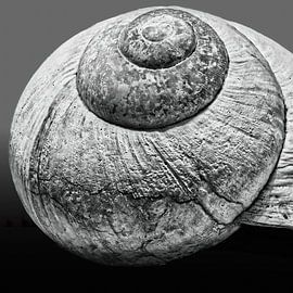 Oud slakkenhuis van Frank Heinz